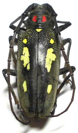 Batocera numitor palawanica female 36mm BB80 Cerambycidae Beetles PALAWAN 2