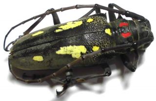 Batocera numitor palawanica female 36mm BB80 Cerambycidae Beetles PALAWAN 3