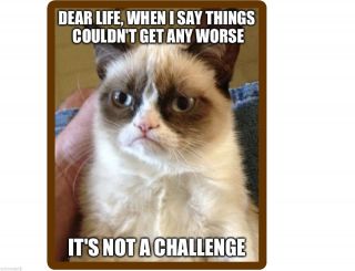 Funny Grumpy Cat Challenge Refrigerator / Locker Magnet