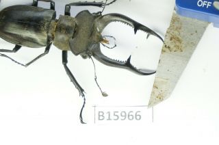 B15966 – Lucanus - Nobilis Ps.  Beetles – Insects Yen Bai Vietnam 60mm