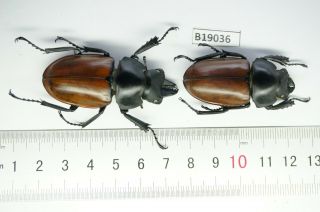 B19036 – Lucanidae Neolucanus Nitidus Ps.  Beetles–insects Ngoc Linh Vietnam