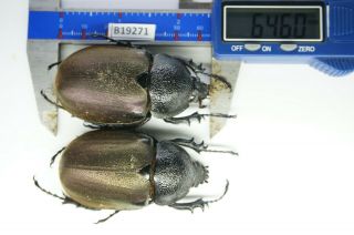 B19271 - Dynastinae: Chalcosoma Ps.  Beetles,  Insects Dak Nong Vietnam