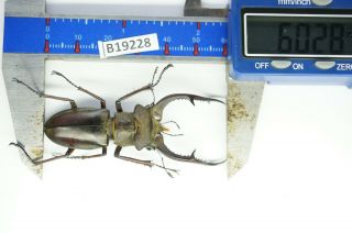 B19228 - Lucanus Kraatzi Giangae Ps.  Beetles – Insects Ha Giang Vietnam