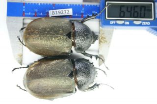 B19272 - Dynastinae: Chalcosoma Ps.  Beetles,  Insects Dak Nong Vietnam