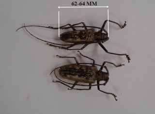 Lamiinae: Batocera Gerstaeckeri (pair)