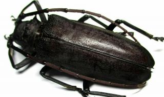 F001 Cerambycidae: Apriona (batocera Numitor) Aphetor Female 57mm