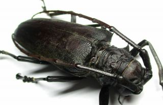 f001 Cerambycidae: Apriona (Batocera numitor) aphetor female 57mm 2