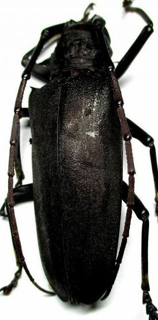f001 Cerambycidae: Apriona (Batocera numitor) aphetor female 57mm 3