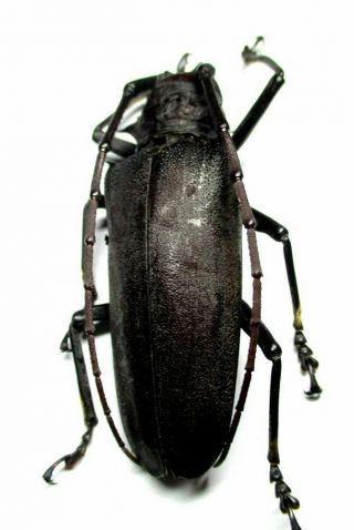f001 Cerambycidae: Apriona (Batocera numitor) aphetor female 57mm 4
