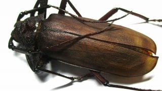 B001 Cerambycidae: Prioninae: Anomophysis Aegrota 63.  5mm