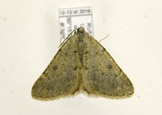 Gnophos Sp Rare Geometridae Moth From Russian Altai Mts. ,  Pinned