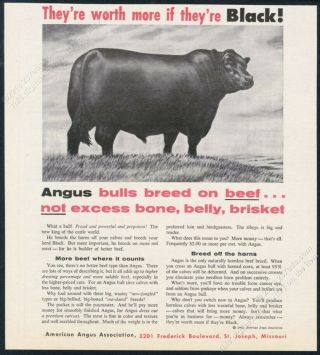 1962 Black Angus Cattle Bull Art American Angus Association Vintage Print Ad