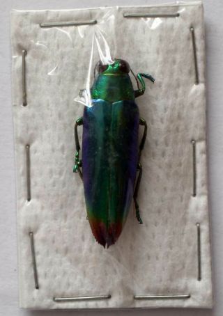 Chrysochroa Fulminans Ssp From Nias - Unmounted Beetle