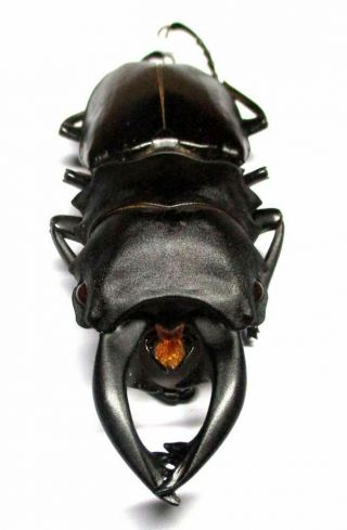 001 Lucanidae: Odontolabis Alces Teledonte Male 79.  5mm
