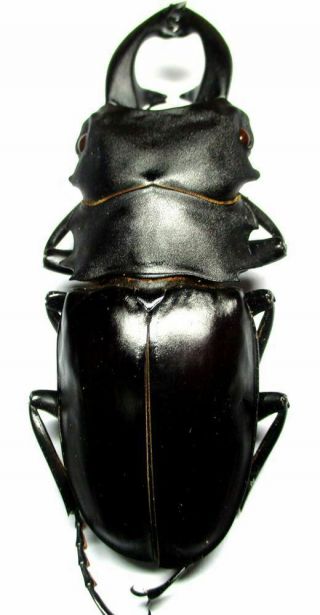 001 Lucanidae: Odontolabis alces Teledonte male 79.  5mm 4