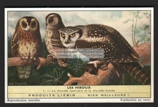 Birds Northern Hawk Owl And Tawny Owl 50 Y/o Trade Ad Card