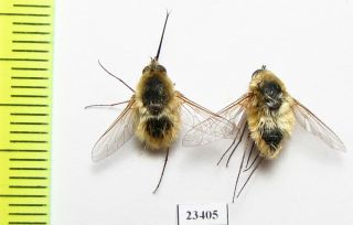 Diptera,  Bombyliidae Sp. ,  Crimea