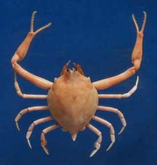76593 Peeble Crab - Myra Affinis,  30 Mm