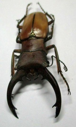 001 Lucanidae: Cyclommatus Alagari Male 54mm