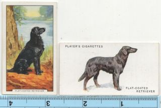 Flat Coated Retriever Dog Pet Canine 2 Different Vintage Ad Cards 4