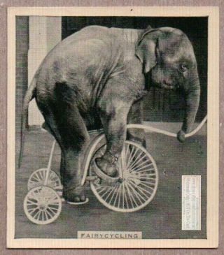 Elephant Riding A Tricycle 1930s Trade Ad Card