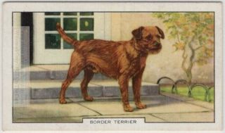 Border Terrier Dog Canine Pet 1930s Ad Trade Card