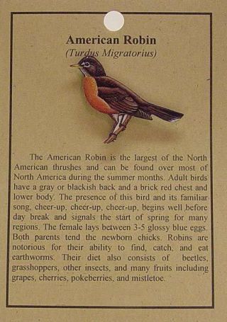 American Robin Bird Hat Pin Lapel Pins