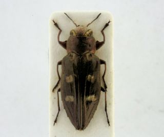 Coleoptera Beetles Buprestidae Chrysobothris Solieri