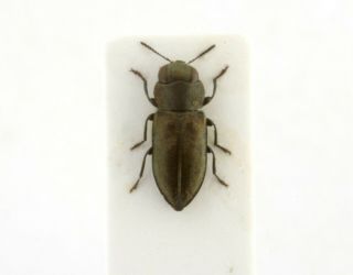 Coleoptera Beetles Buprestidae Anthaxia Elberti