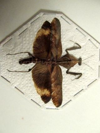 Deroplatys Lobata Leaf Mantis Male Taxidermy Real Insect