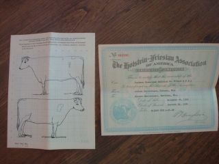 The Holstein - Friesian Association of America Certificate of Registry & Transfer 4