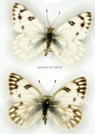Insect Butterfly Nymphalidae Pieridae Pontia Occidentalis - Rare Pair 321 Pon Occ