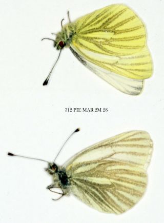 Insect Butterfly Nymphalidae Pieridae Pieris Marginalis - 2 X Rare Male 312 Pie M
