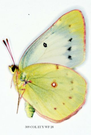 Insect Butterfly Nymphalidae Pieridae Colias Eurytheme - Rare Female 309 Col Euy