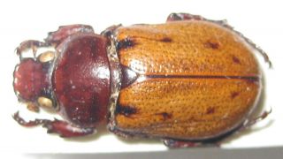 Dynastidae Cyclocephala Porioni Male A1 (brazil) Rare