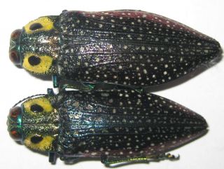 Buprestidae 2 Lampropepla Rothschildi A1 (madagascar)