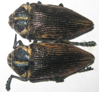 Buprestidae 2 Polybothris Geayi A1 (madagascar)