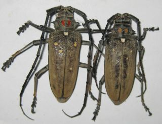 Cerambycidae Batocera Rufomaculata Pair A1 (madagascar)