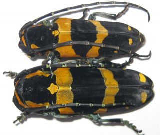 Cerambycidae Tragocephala Jucunda Big Pair A1 (madagascar)