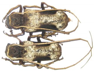 Cerambycidae Petrognatha Gigas Pair A1 Male 52mm (ivory Coast)