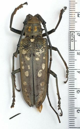 Cerambycidae Batocera Sp.  China,  Yunnan