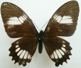Papilio (mimoides) Xeniades Tabaconus Female From North Peru