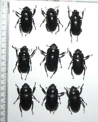 Lucanidae.  9 X Odontolabis Sp,  40mm.  Palu (23)