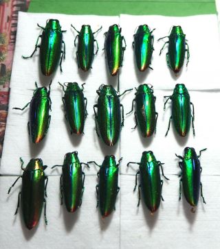 Buprestidae.  15 X Chrysochroa Aurora.  Peleng.  (18)