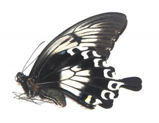Papilionidae.  Papilio Ascalaphus Fukuyamai.  (female).  Peleng Is (11)