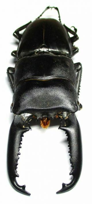 L001 Lucanidae: Dorcus Titanus Palawanicus Male 89mm
