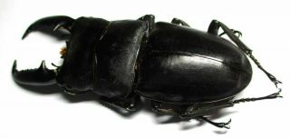 l001 Lucanidae: Dorcus titanus palawanicus male 89mm 3