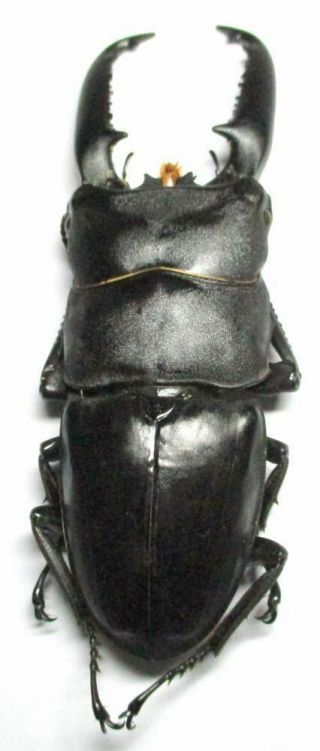 l001 Lucanidae: Dorcus titanus palawanicus male 89mm 4