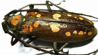 C004 Cerambycidae: Batocera Victoriana Female 54mm