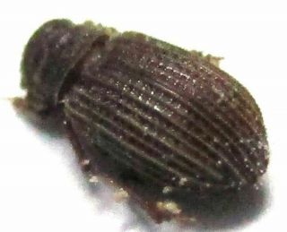 017 Rutelinae (aphodinae) Species? 3mm